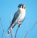 [American Kestrel]
