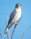[American Kestrel]