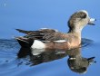 [American Wigeon]