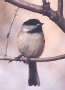 [Black-capped Chickadee]