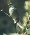 [Black-chinned Sparrow]