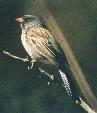 [Black-chinned Sparrow]