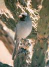 [Black-chinned Sparrow]