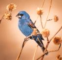 [Blue Grosbeak]