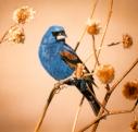 [Blue Grosbeak]