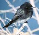 [Black Phoebe]