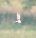 [Black Tern]
