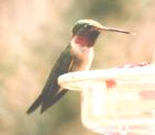 [Broad-tailed Hummingbird]