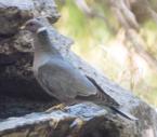 [Band-tailed Pigeon]
