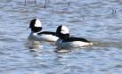 [Bufflehead]