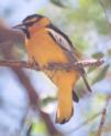 [Bullock's Oriole]
