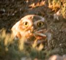 [Burrowing Owl]