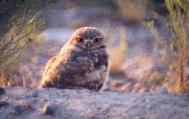 [Burrowing Owl]