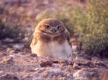 [Burrowing Owl]