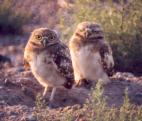[Burrowing Owl]
