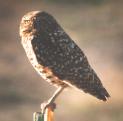 [Burrowing Owl]