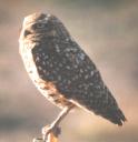 [Burrowing Owl]
