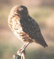 [Burrowing Owl]