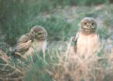 [Burrowing Owl]