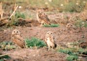 [Burrowing Owl]