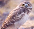[Burrowing Owl]