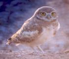 [Burrowing Owl]