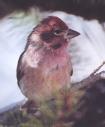 [Cassin's Finch]