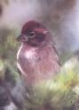 [Cassin's Finch]