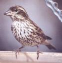 [Cassin's Finch]