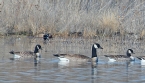 [Cackling and Canada Goose]