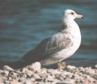 [California Gull]