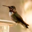 [Calliope Hummingbird]