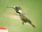 [Calliope Hummingbird]