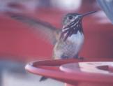[Calliope Hummingbird]