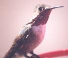 [Calliope Hummingbird]