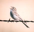 [Cassin's Sparrow]
