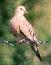 [Common ground Dove]