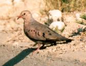 [Common ground Dove]