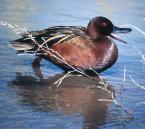 [Cinnamon Teal]