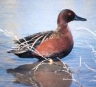 [Cinnamon Teal]