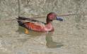 [Cinnamon Teal]