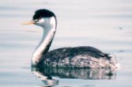 [Clark's Grebe]