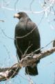 [Common Black Hawk]