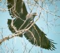 [Common Black Hawk]