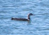 [Common Loon]