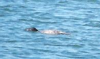 [Common Loon]