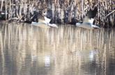 [Common Merganser]