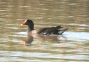 [Common Moorhen]