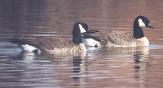 [Cackling Goose]