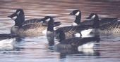 [Cackling Goose]
